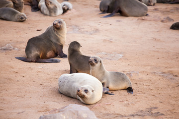 Fototapeta premium Sea Lions (Seals, Otariinae) with pups at the beach near Cape Cross, Skeleton Coast, Namibia, Africa