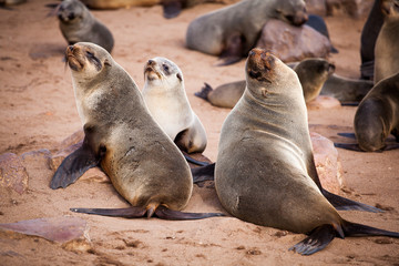 Obraz premium Sea Lions (Seals, Otariinae) with pups at the beach near Cape Cross, Skeleton Coast, Namibia, Africa