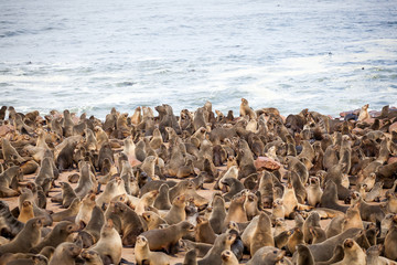 Sea Lions (Seals, Otariinae) with pups at the beach near Cape Cross, Skeleton Coast, Namibia, Africa