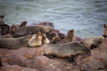 Sea Lions (Seals, Otariinae) with pups at the beach near Cape Cross, Skeleton Coast, Namibia, Africa