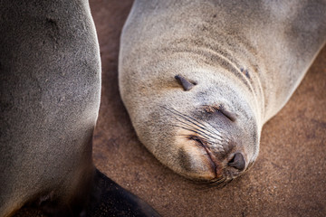Sea Lions (Seals, Otariinae) with pups at the beach near Cape Cross, Skeleton Coast, Namibia, Africa