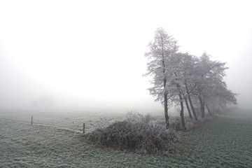 Winterliche, norddeutsche Weide