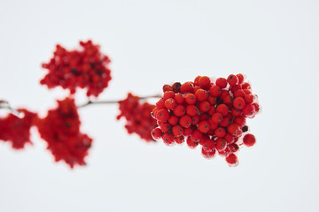 Close up of bunches of rowan berries under snow in the winter. Sorbus aucuparia is commonly known as rowan, mountain-ash, quickbeam, or rowan-berry.