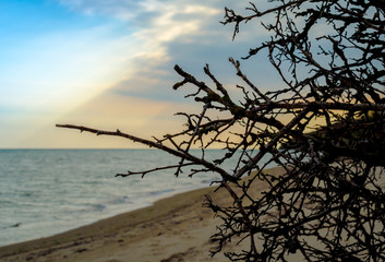 Fototapeta premium branches of a tree without leaves against the sea and sky with clouds