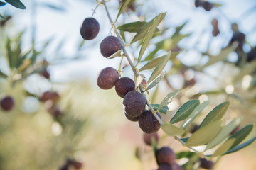 olives on the tree close-up