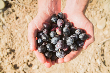 olives in hand close-up