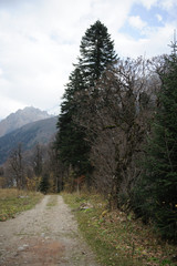 road in forest