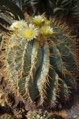 Cactus fiorito Ferocactus glaucescens