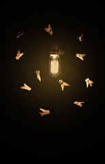 Atra&iacute;das por la luz