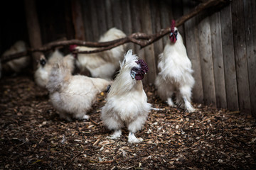 Fototapeta premium Funny frizzle white chicken in zoo