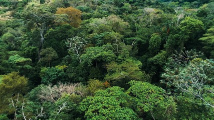 Aerial drone image of the rainforest at Amboro National Park, Bolivia