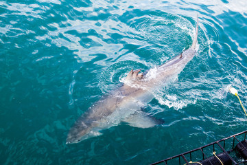 A huge great white shark is being teased with dead tuna's head to come closer to shark cage diving boat. Great tourists adventure in Gaansbaai, South Africa