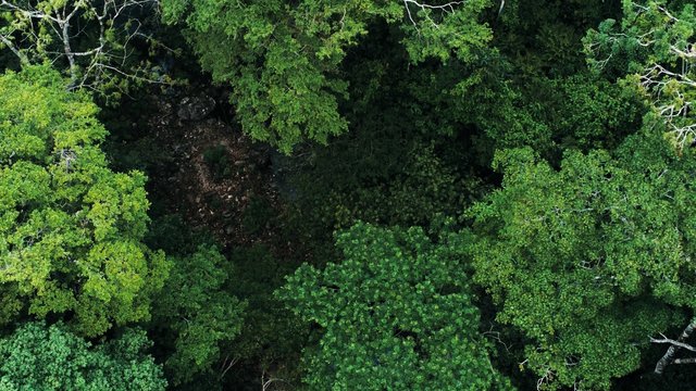 Aerial drone image of the rainforest at Amboro National Park, Bolivia