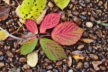 rot grünes Herbstblatt am Boden Brombeere