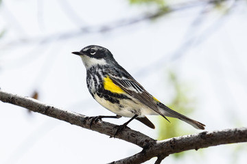 Obraz premium Yellow-rumped Warbler Sitting on a Tree Branch
