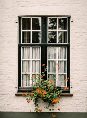 Fototapeta na wymiar View at window with flower in old house in Belgium