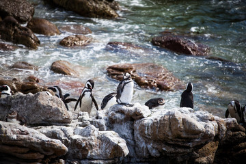Cute little African penguins (Spheniscus demersus) resting on rocks on the beach. Betty's bay, South Africa
