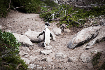 Cute little African penguins (Spheniscus demersus) walking towards the sea on a tiny path . Betty's bay, South Africa