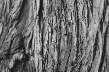 The texture of an old tree