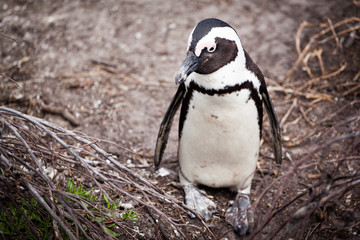 Fototapeta premium Cute little African penguin (Spheniscus demersus) walking towards the sea on a tiny path . Betty's bay, South Africa