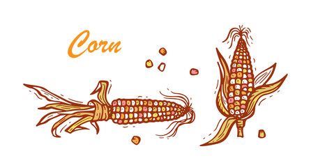 Flint Corn (Indian corn or calico corn). Hand drawn doodle Vegetable. Vector illustration