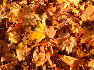 autumn leaves background