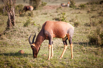 Naklejka na ściany i meble Hartebeest (Alcelaphus buselaphus) or Kongoni antelope in Massai Mara National Park, Kenya
