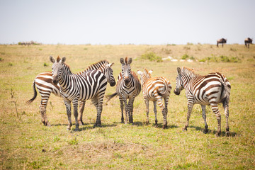 Fototapeta na wymiar Funny zebras (Equus quagga) walking near the road in Maasai Mara National Park, Kenya, Eastern Africa