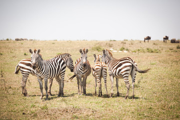 Plakat Funny zebras (Equus quagga) walking near the road in Maasai Mara National Park, Kenya, Eastern Africa
