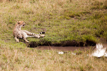 A wild gorgeous elegant cheetah (Acinonyx jubatus) resting near a pond after a good hunt. Maasai Mara National Park, Kenya