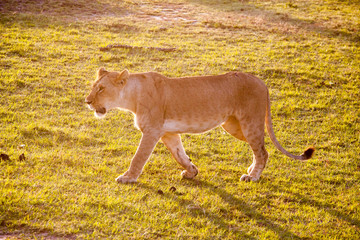 Lioness (Panthera Leo) walking on sunrise in savannah at Maasai Mara National Park, Kenya, Africa