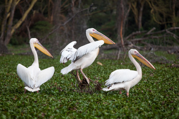 Gorgeous pelicans (Pelecanidae) walking on swamp covered with water plants near Naivasha Lake, Kenya, Africa. 