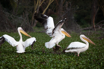 Gorgeous pelicans (Pelecanidae) walking on swamp covered with water plants near Naivasha Lake, Kenya, Africa. 