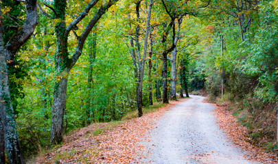 Road in the forest to Badia a Coltibuono