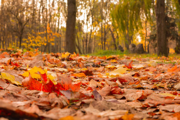 Pathway in the autumn park