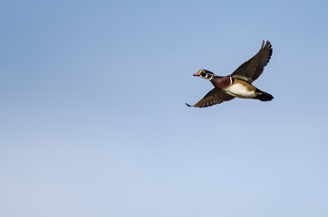 Obraz premium Wood Duck Flying in a Blue Sky