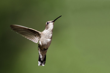 Black-Chinned Hummingbird Hovering in Flight Deep in the Forest