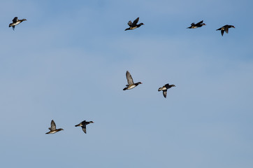 Obraz premium Flock of Wood Ducks Flying in a Blue Sky