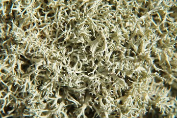 Reindeer Lichen