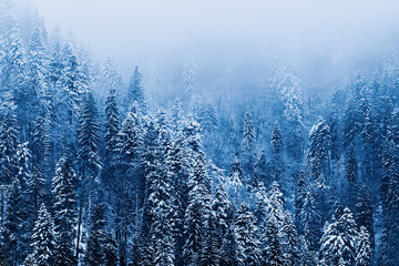 mystical forest in the mountains covered with snow and fog on to
