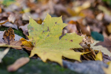 autumn walk fresh air autumn walk
