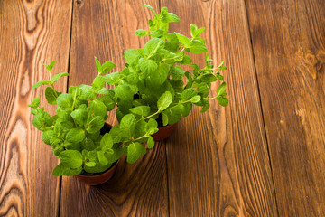 mint bush on a wooden table in pots