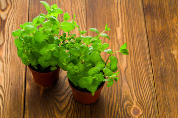 Mint bush on the table in pots