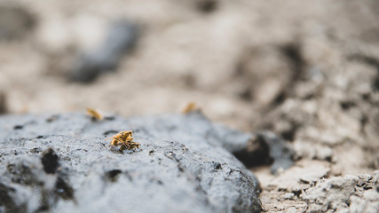 Drosophila flies mating on cow dung, close up. Life of insects