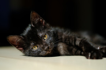 Beautiful black kitten