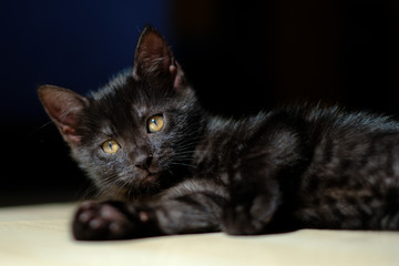 Beautiful black kitten