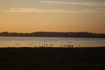 Gathering of Canada geese