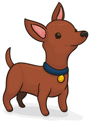 Cute Little Chihuahua Staring at its Owner, Vector Illustration