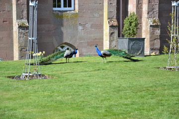 игры павлинов в парке дворца Скун © lozinsky_s_v