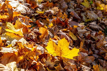 Herbstliche Blätter im Sonnenlicht